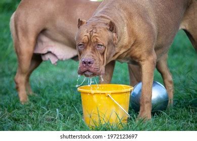 143 Fat Pitbull Images, Stock Photos & Vectors | Shutterstock