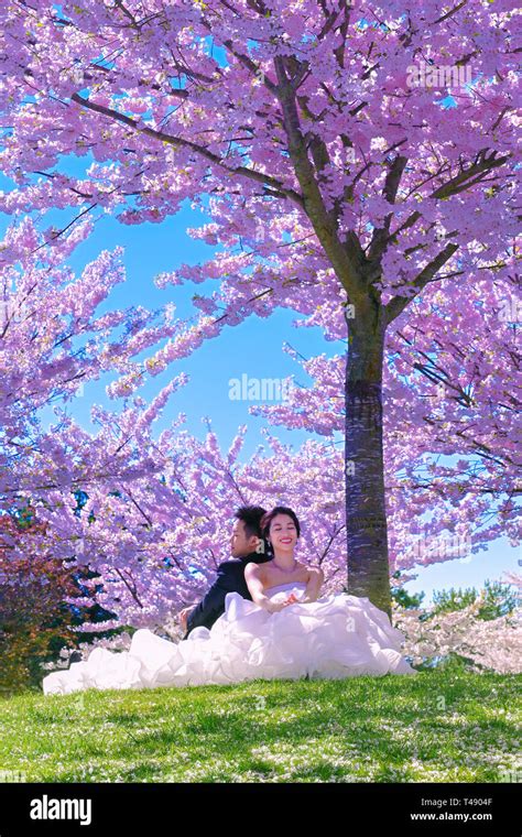 Young Japanese bride groom wedding photos. Posing amidst Cherry blossom ...