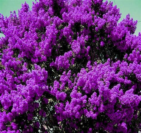 2 LIVE PLANTS DARK PURPLE CREPE MYRTLE BUSHES TREES ROOTED FLOWERING CRAPE (PLEASE READ ...