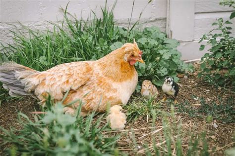 The Ultimate Guide to Broody Hens • The Prairie Homestead