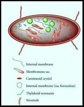 define chromoplast with the help of diagram - Science - The Fundamental Unit of Life - 10430731 ...