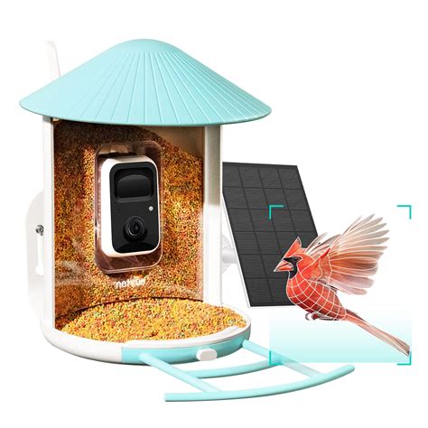 10 Best Bluebird Bird Feeders with Camera for Capturing Stunning Footage - Hummingbirds Plus