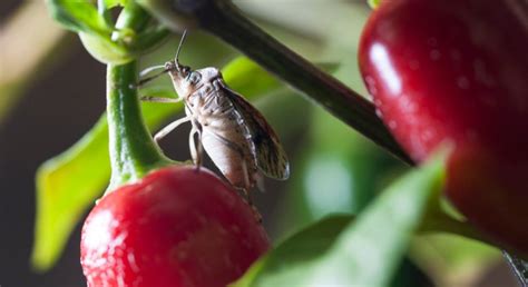 Invasive stink bug habitat could expand greatly | Morning Ag Clips