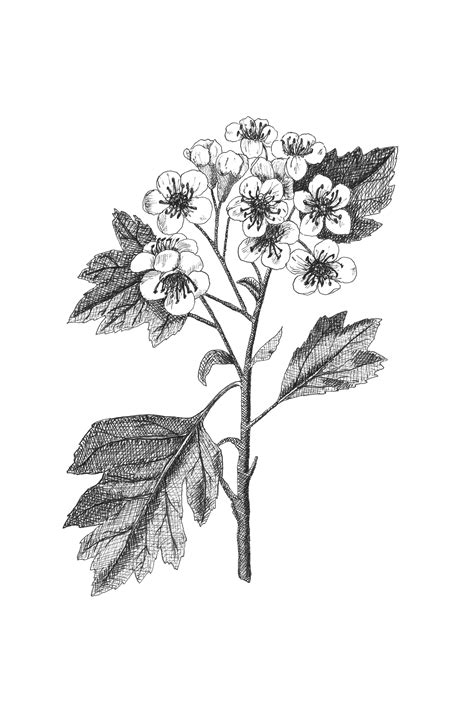 Hawthorn Botanical Illustration, Botanical Wall Art, Black and White ...