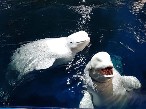 Belugas take 'little steps' into the ocean sanctuary - Whale and ...