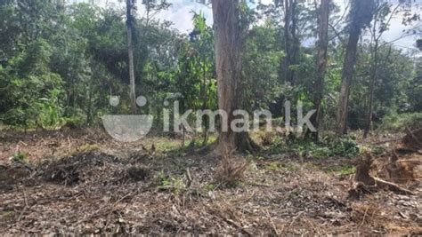 Land For Sale Avissawella | weda.lk