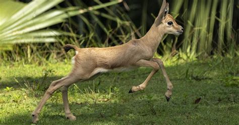 Endangered Baby Gazelle Introduced At Zoo Miami - CBS Miami