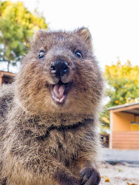 Quokka | Quokka animal, Cute animals, Funny animals