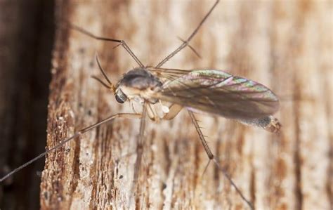 Why Are There Phorid Flies In My Hendersonville Home?