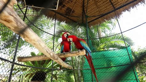 Phuket Zoo and Animal Parks ⋆ Active Holidays Tours