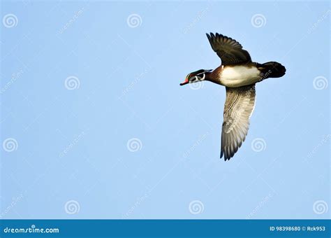 Male Wood Duck Flying in a Blue Sky Stock Photo - Image of flight, clear: 98398680