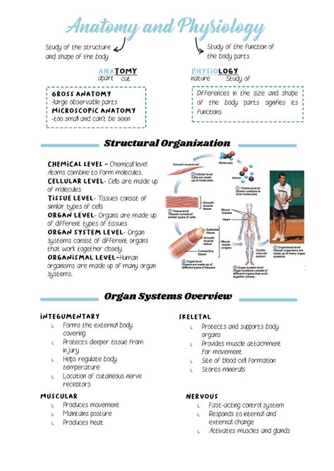 Anatomy and Physiology notes - Anatomy and Physiology Study of the structure and shape of the ...