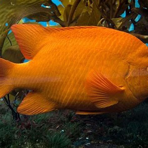 What types of fish are orange? - DIY Seattle