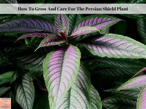 How To Grow And Care For The Persian Shield Plant - Exotic Gardening