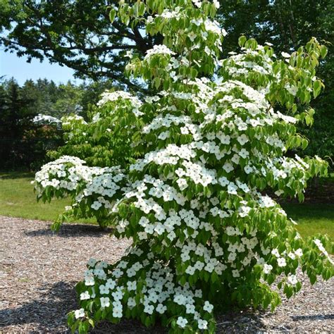 Cornus kousa ''Milky Way'' (Milky Way Dogwood) | Milky Way Milky Way Dogwood | Betty's Azalea Ranch