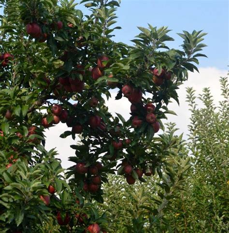 Arkansas Black Apple - Our Photos