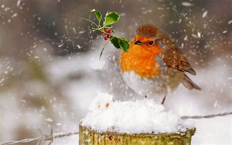 Robin Bird Wallpapers - Top Free Robin Bird Backgrounds - WallpaperAccess