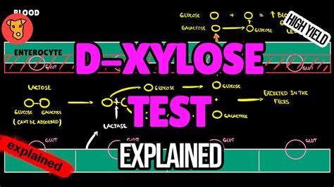 D-XYLOSE TEST Explained - YouTube