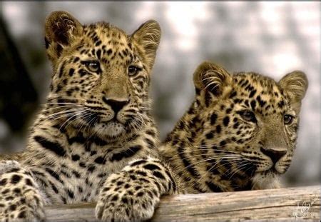 Leopard cubs - Cats & Animals Background Wallpapers on Desktop Nexus (Image 1383129)