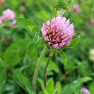 Medium Red Clover | Seeds, Soil improvement, Perennials