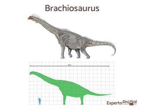 Tipos de dinosaurios herbívoros - Nombres, características e imágenes