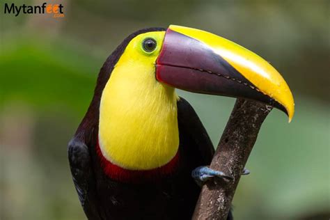 Where to See Toucans in Costa Rica: The Best Places