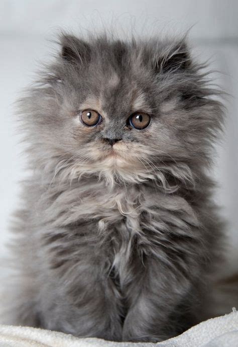 Beautiful Persian Kitten - 15th January 2016 - We Love Cats and Kittens