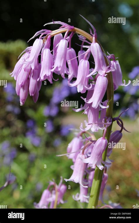 Pink Spanish Bluebells Hyacinthoides hispanica Stock Photo - Alamy