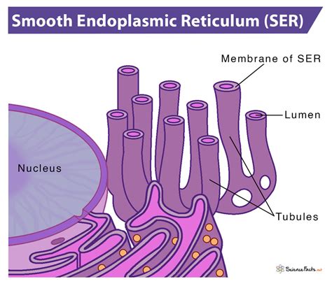 Smooth Endoplasmic Reticulum - Definition, Structure & Functions