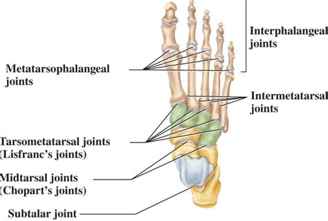 Lisfranc injury, lisfranc joint injury causes, symptoms, diagnosis & treatment