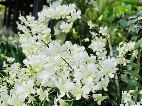 White Orchids @ Singapore Botonic Gardens #traveling | White orchids, Orchids, Orchids garden