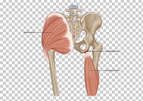 Shoulder Ischial Bursitis Ischium Ischial Tuberosity Synovial Bursa PNG, Clipart, Ache, Body ...