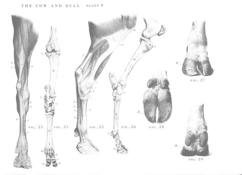 Pin by Anna Tomie on [REF] Satyr Reference: Horns, Hooves, Anatomy ...