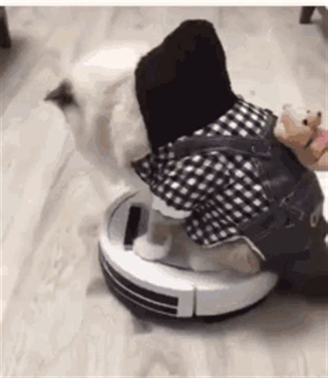 Roomba Cat GIFs | Tenor