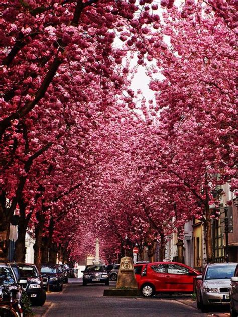 Cherry Blossom Tree Tunnel, Bonn, Germany | The World's Prettiest Destination Tunnels | Gadling ...