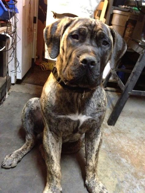 274 best The South African Boerboel images on Pinterest | South african boerboel, Mastiff ...