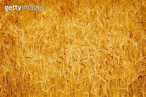 Wheat field grain farming ripe and ready for harvest agriculture 이미지 ...