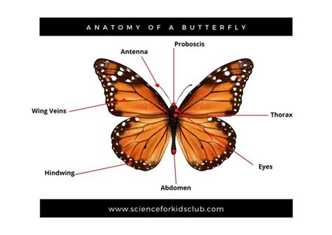 Lepidoptera | Insect Wiki | Fandom