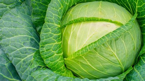 The Difference Between Napa Cabbage And Green Cabbage