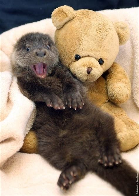 Baby Otter: Cute Animal Photos