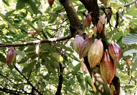 Cocoa Trees in Africa Ravaged By Disease With No Known Cure | TIME