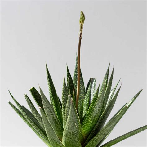 How To Get Aloe Vera To Bloom - Sunny Home Gardens