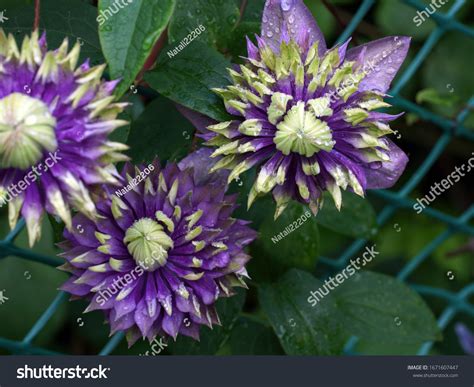 31 Clematis Taiga Images, Stock Photos & Vectors | Shutterstock