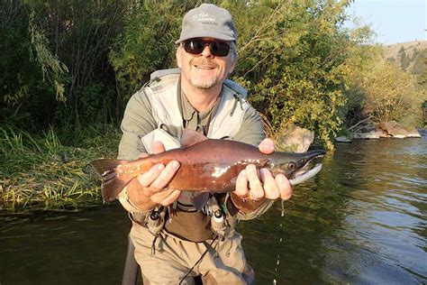 Kokanee Salmon - https://flyfishingwisconsin.com