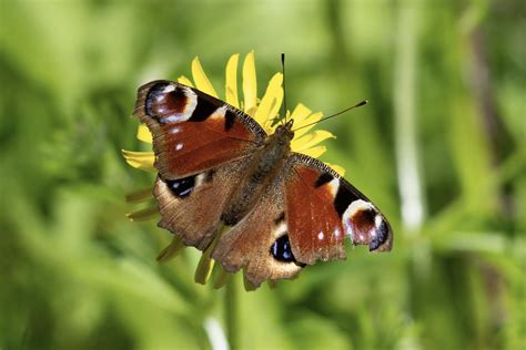 Peacock Butterfly — The Friends of Didsbury Park