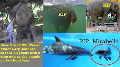 Petition · Six Flags Discovery Kingdom President, Release the Animals ...