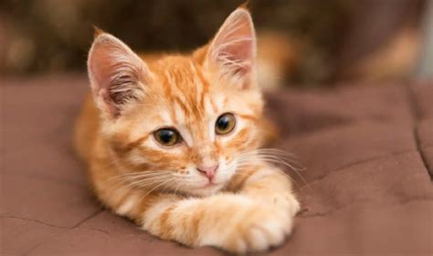 100 Terrific Tabby Cat Names for Your new Feline Friend