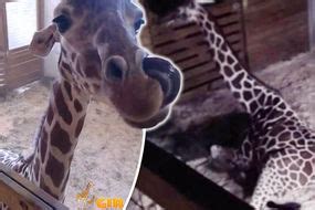 Giraffe gestation period: How long has April the giraffe been pregnant? | Nature | News ...