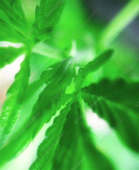 An ultra closeup of young marijuana leaves - Stock Image - C043/6410 - Science Photo Library