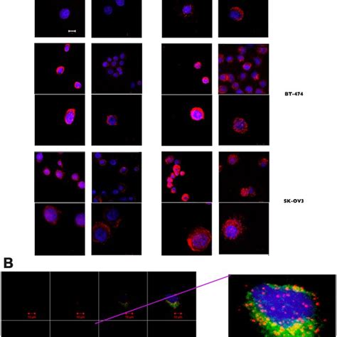 Binding of the bi-modular fusion proteins to cancer cells measured by... | Download Scientific ...